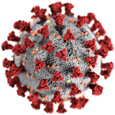 Model of coronavirus